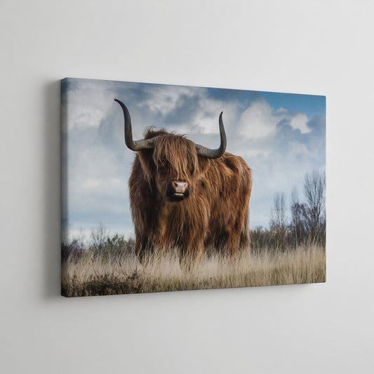 Highland Cow