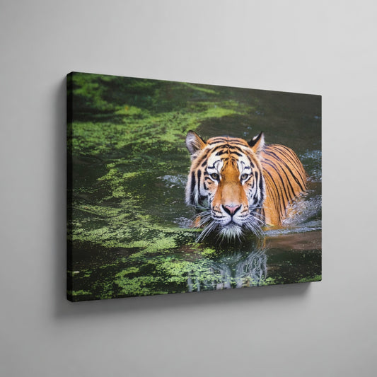 Tiger Swamp