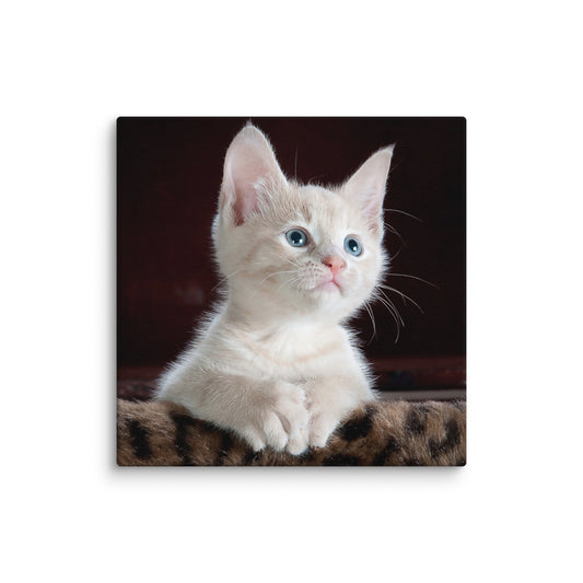 Blue Eyed Kitten