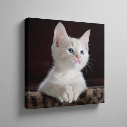 Blue Eyed Kitten