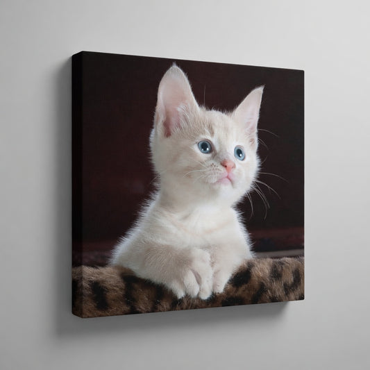 Blue Eyed Kitten