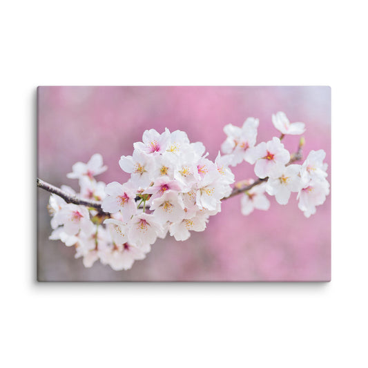 Cherry Blossoms