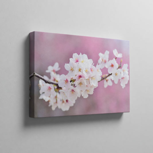 Cherry Blossoms