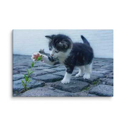 Cute Kitty
