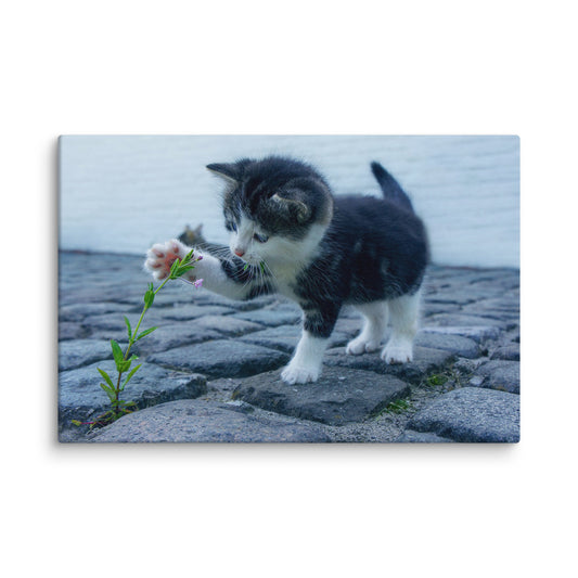 Cute Kitty