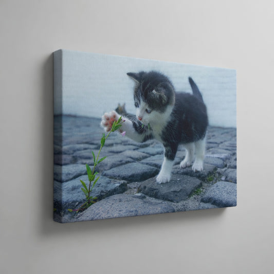 Cute Kitty