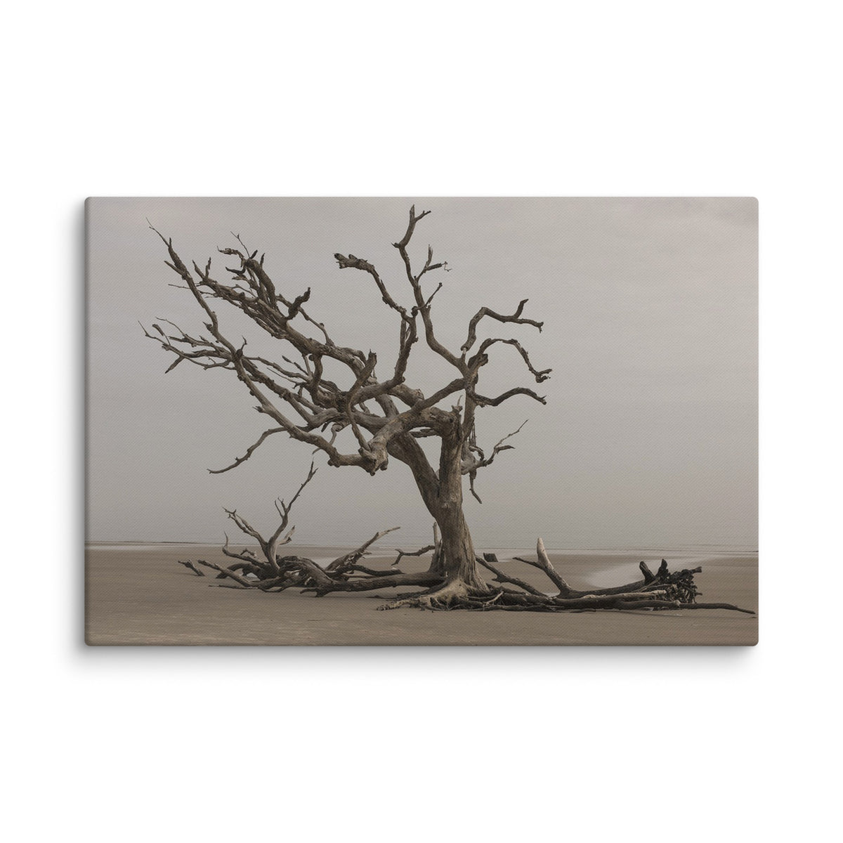 Driftwood
