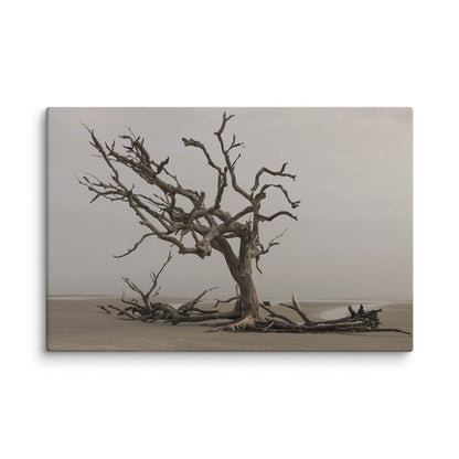 Driftwood
