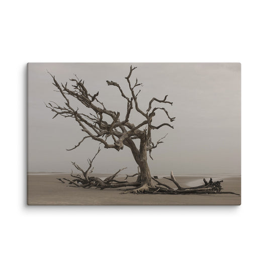Driftwood