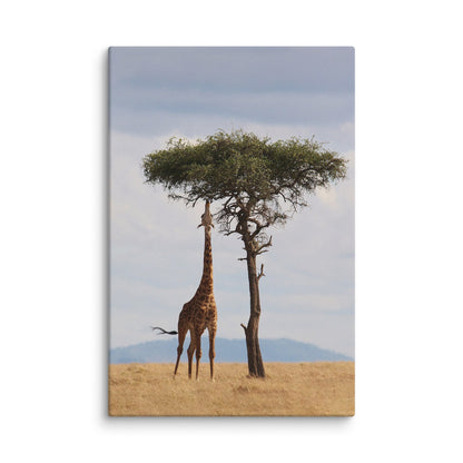 Giraffe II