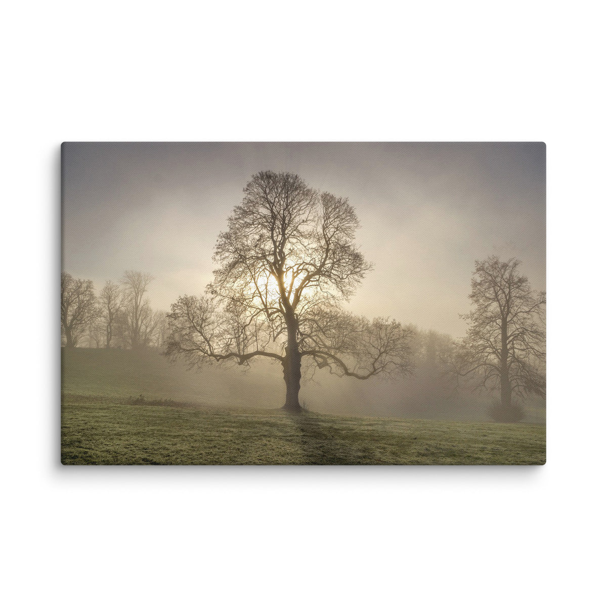 Lone Tree