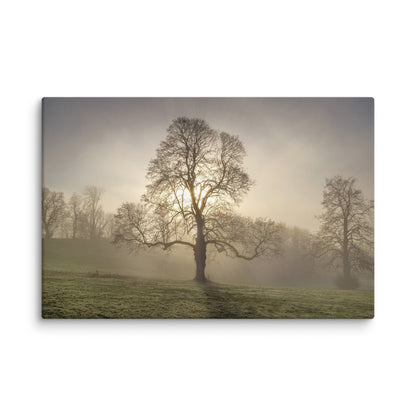 Lone Tree