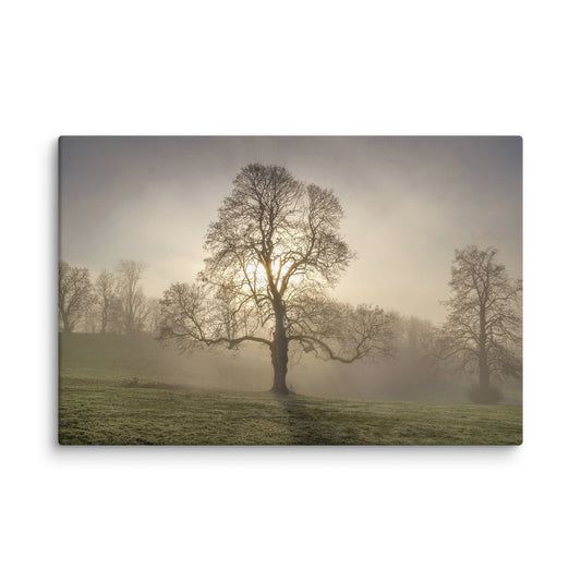 Lone Tree