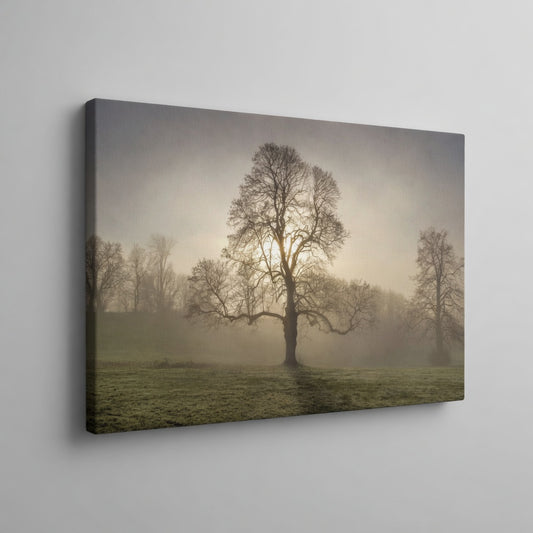 Lone Tree
