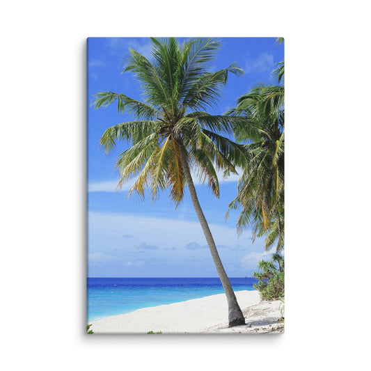 Palm Tree