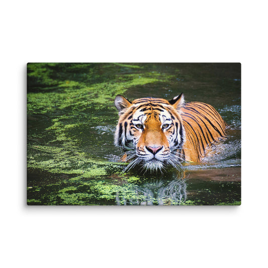Tiger Swamp