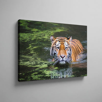 Tiger Swamp