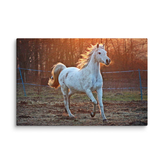White Horse