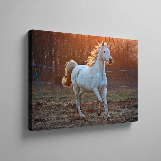 White Horse