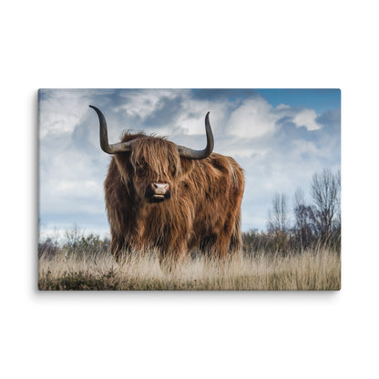 Highland Cow